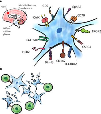 CAR T Cell Therapy in Primary Brain Tumors: Current Investigations and the Future